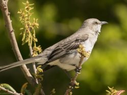 mockingbird