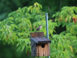 singing house wren