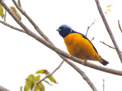 photo of an orange, black, and blue bird in a tree