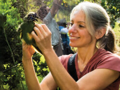 Woman extracting bird from bird net
