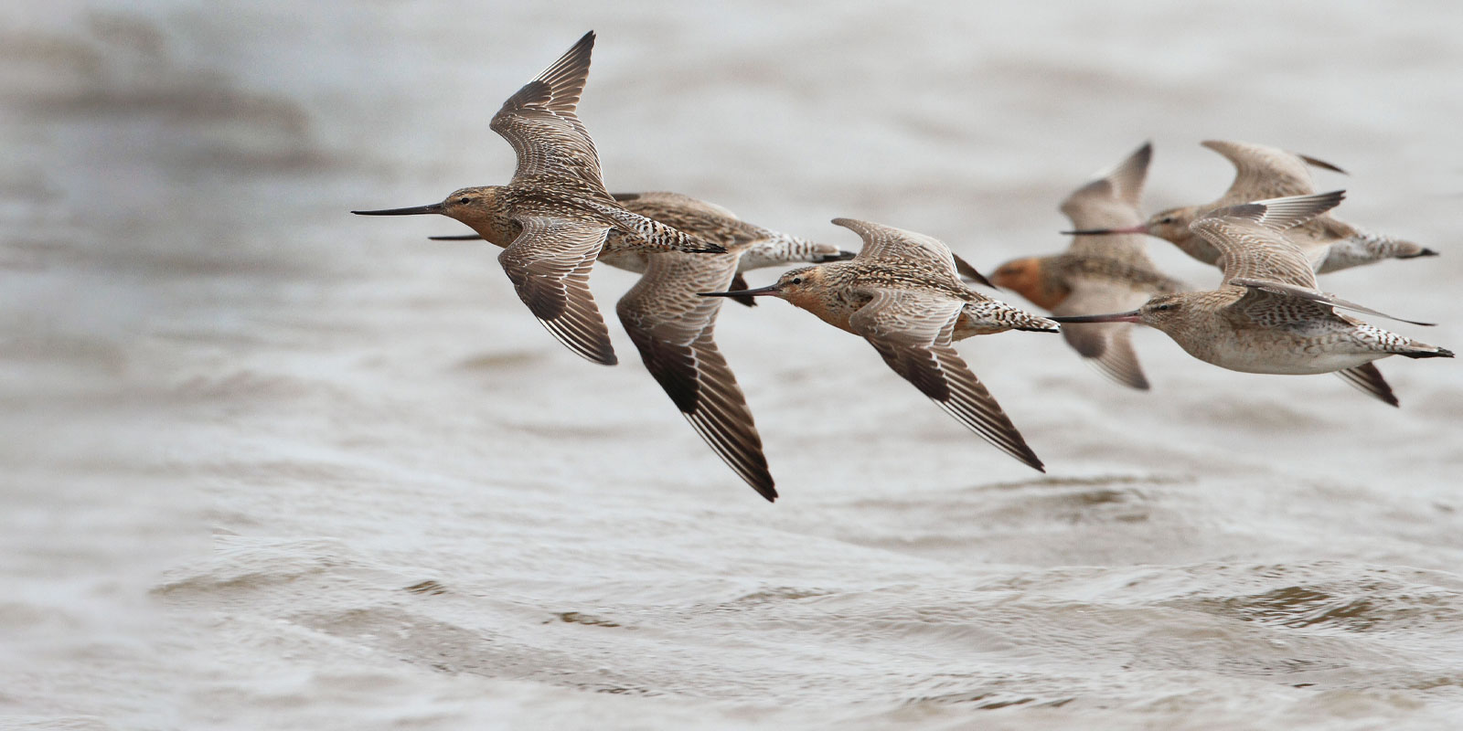 Birds flying over water