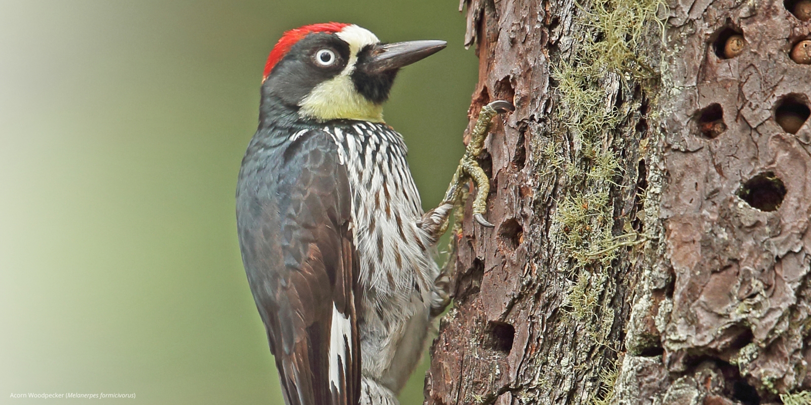 Acorn Woodpecker Melanerpes formicivorus on the trunk of a tree