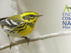 Setophaga townsendi perched on a branch